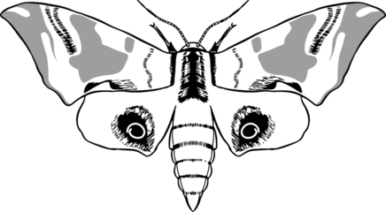 Bug insect sketch 30