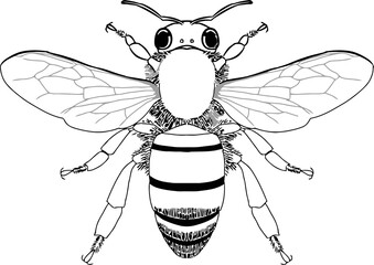Bug insect sketch 33