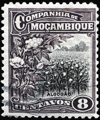 Cotton fields on vintage stamp from Moxambique
