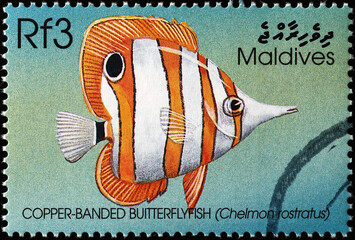 Copper-banded butterflyfish on postage stamp from Maldives