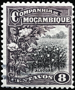 Cotton fields on vintage stamp from Moxambique