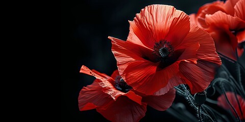 Stylized red poppies flowers on black background. Remembrance Day, Armistice Day, Anzac day symbol, Generative AI