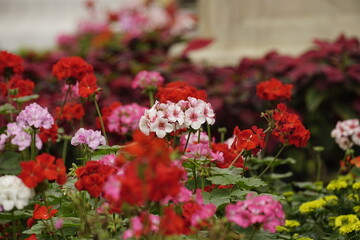 Close-up of blooming red geranium - Pelargonium hortorum