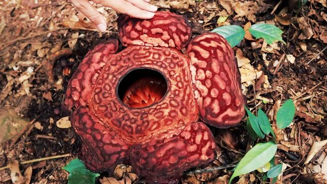 Rafflesia flower blooming top view in Borneo Jungle, Malaysia