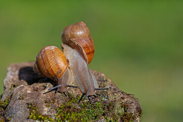 Mating snails on mossy stone, green background.