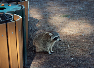 Fat Racoon near the park's garbage cans - 746500423