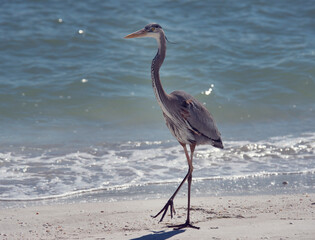 Great Blue Heron walking in florida beach - 746500443