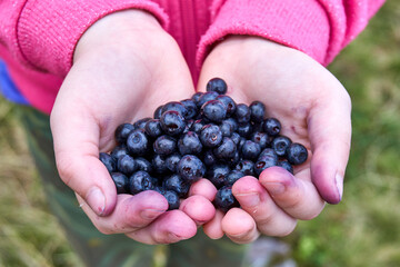 Top view of ripe and juicy blueberries in the hands of a little girl in a pink hoodie. Close-up of the hands and blueberries.