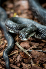 South Carolina Black Snake
