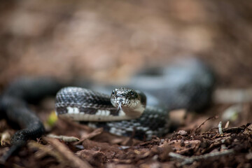 snake in the sun