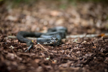 South Carolina Black Snake