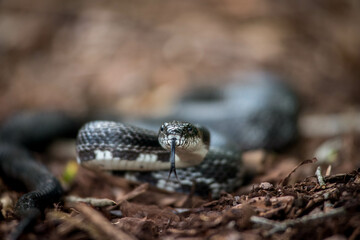 snake in the sun