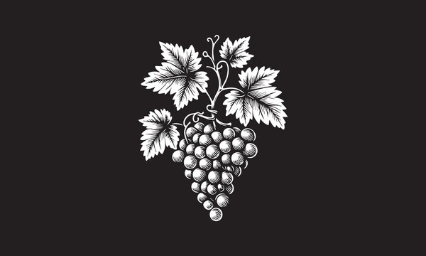 recommend clip art: grapes vine monochrome grapes vine logo black and white sticker of grapes vine black and white badge of grapes vine black and white patch of grapes vine white outlines isolated on black background