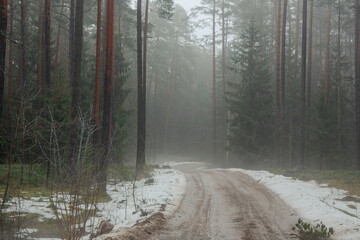 Foggy forest road in early spring with melting snow in Latvia