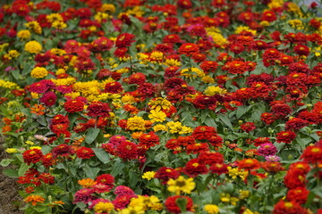 Close-up of Zinnia elegans flower in the garden