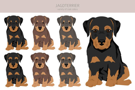 Jagdterrier puppy clipart. Different poses, coat colors set
