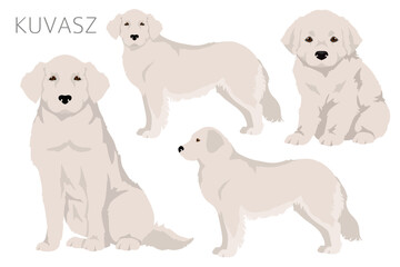 Kuvasz clipart. Different poses, coat colors set