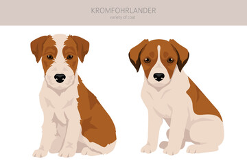 Kromfohrlander puppy clipart. Different poses, coat colors set
