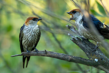 A Greater Striped Swallow chick (Grootstreepswael) (Cecropis cucullata) demands breakfast, and make it snappy! In Rietvlei Nature reserve, Pretoria, Gauteng, South Africa