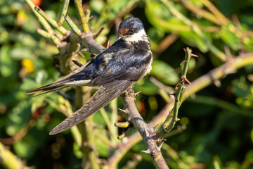 White-throated swallow (Witkeelswael) in Rietvlei Nature Reserve, Pretoria, Gauteng, South Africa