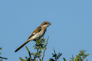 A teenager Southern Fiscal (Fiskaallaksman) (Lanius Colllaris) in Rietvlei Nature Reserve, Pretoria, Gauteng, South Africa 