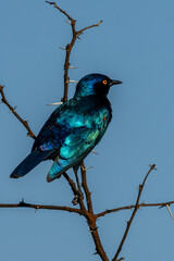 Cape Starling (Kleinglansspreeu) (Lamprotornis nitens) in Rietvlei Nature Reserve, Pretoria, Gauteng, South Africa 