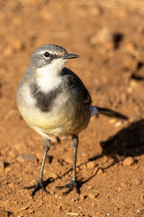 Cape Wagtail (Gewone Kwikkie) (Motacilla capensis) in Rietvlei Nature Reserve, Pretoria, Gauteng, South Africa 