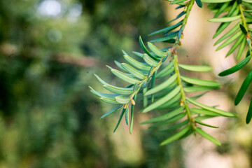 fern leaves in spring
