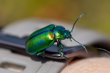 Leaf beetle on a wristband
