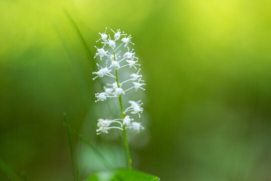 false lily of the valley in spring