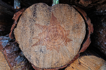 The texture of the annual rings of a pine tree stump.