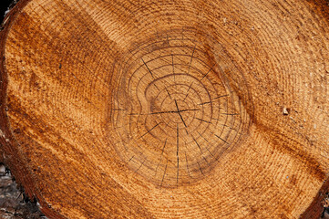The texture of the annual rings of a pine tree stump.