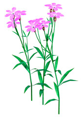 3D Rendering Dianthus Flowers on White