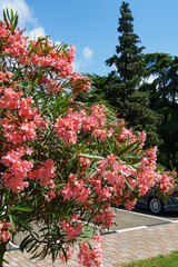 Beautiful Pink Oleander flower (Nerium oleander). Blossom of Nerium oleander flowers tree. Pink flowers on shrub in city center of resort town Sochi. Toxic in all its part.