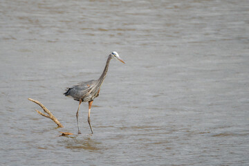 Heron stalking prey in shallow water