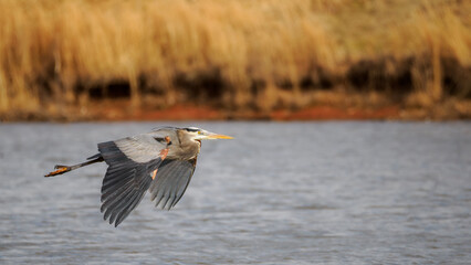 Great Blue Heron flying over lake with golden grass in the background
