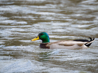 male mallard swimming on rippled water