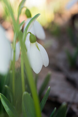 snowdrops in spring macro photography 