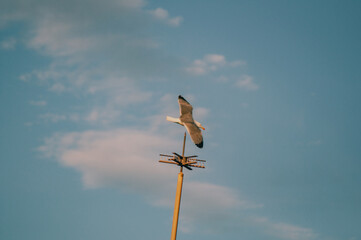 Gaviotas sobrevolando el skyline de Alicante