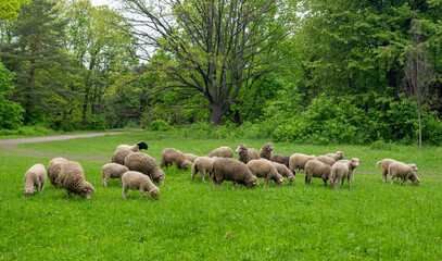Obraz premium sheep grazing