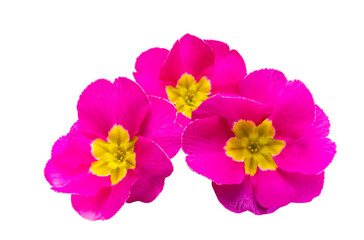 pink primrose isolated