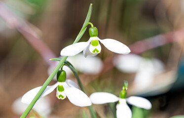 snowdrops bloomed