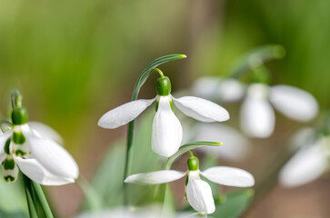 snowdrops bloomed