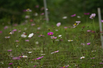 Close-up of Cosmos bipinnatus flower in the garden