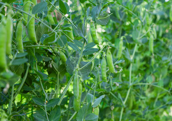 green peas