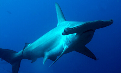 Scalloped Hammerhead Silouette, Spyrna lewini, Darwin and Wolf Islands, Galápagos Islands, Galápagos National Park, UNESCO World Heritage Site, Pacific Ocean, Ecuador, America