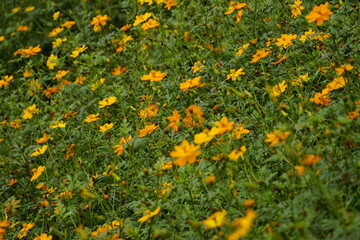 Close-up of Cosmos bipinnatus flower in the garden