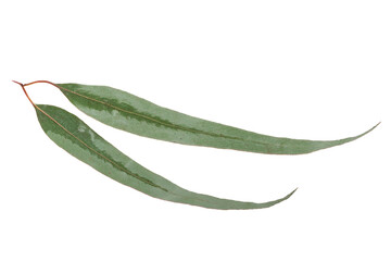 eucalyptus leaves isolated
