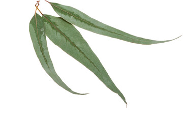 eucalyptus leaves isolated
