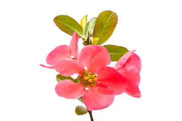 Naklejka na ściany i meble Chinese quince flowers